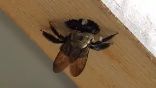 bore-bee ASL
