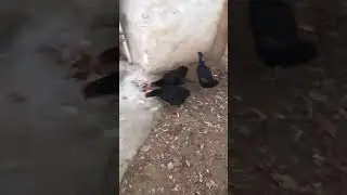 Köyünde hayvan beslem