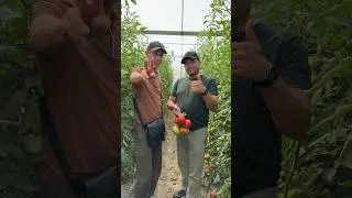 Turkiya Antaliya shahridan. Borza F1 pomidorlari