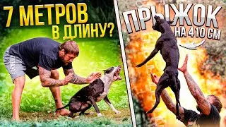 БИТВА  ЗА РЕКОРДЫ. СТЕНА И ДЛИНА. ПИТБУЛЬТЕРЬЕРЫ.