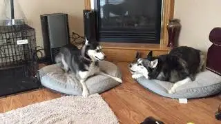 Husky arguments
