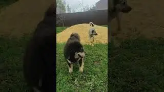 Тася играет в 