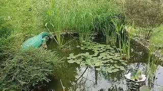 Пансионат 