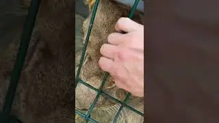 Здравствуйте, кот😍🦁😍