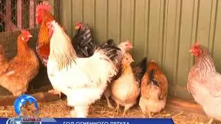 КЫЗЫЛОРДА ПРАЗДНИЧНАЯ. НОВЫЙ ГОД В КУРЯТНИКЕ.