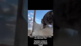 Котик