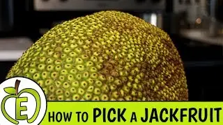 How to Pick a Ripe Jackfruit