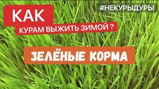 Как курам выжить зимой? Зелёные корма!