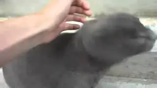 Dubstep Kitty.mp4