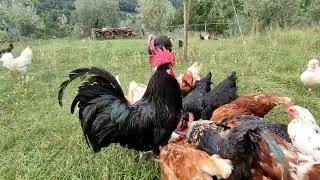 The chicken coop is moulting season