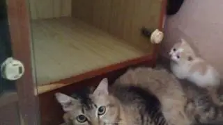 Cute kitty's