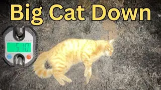 Cat Shooting With The Boys / Chasing Ghost Dogs