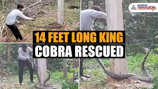 14 Feet Long King Cobra Captured in Karnataka's Karwar