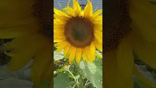 Моё вам доброе утро 🙏❤️🌻 #доброеутро #цветы #music