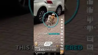 this dog mastered the slickback