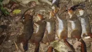mus yos hav zoov tua nas ncuav liab noj qab heev | ABC hmoob