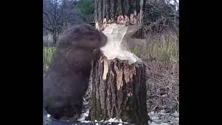 How Beaver Cuts The Entire Tree