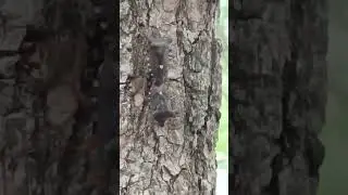 цветочные клопы