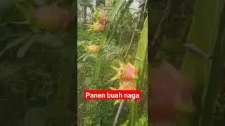 Segarnya udara dan buah naga dari desa....