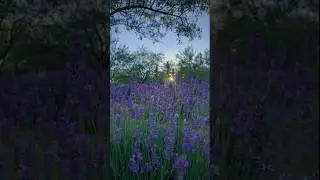 Как правильно ухаживать за лавандой
