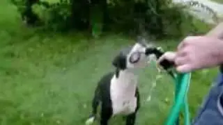 pitbull vs water (питбуль против воды)