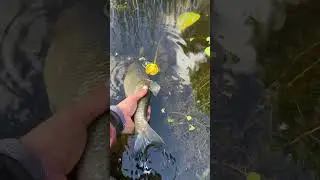 Сильнейшая рыба #голавль #рыбалка #поймалотпусти #fishing #малыереки #рыбак #fish #голавлемания