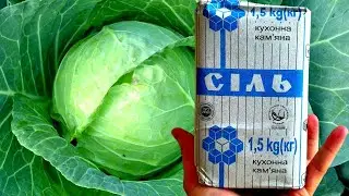 СРОЧНО ДАЙТЕ КАПУСТЕ СОЛЬ И БУДЕТЕ СОБИРАТЬ ПРИЦЕПАМИ ДО ОСЕНИ!!! УХОД ЗА КАПУСТОЙ!