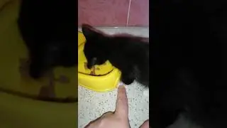 Не нервируй котика/ Котик говорит 