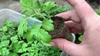 How to water chrysanthemum cuttings? How not to overwater? Where is the golden mean?
