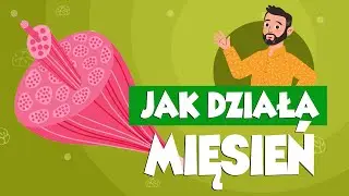 Największy mięsień