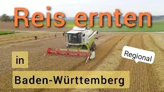 Rice from Germany! | Harvesting with a combine harvester