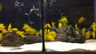 Zebrasoma flavescens