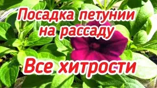 Посев петунии на рассаду. Все хитрости.
