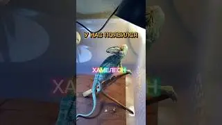 У НАС ПОЯВИЛСЯ ХАМЕЛЕОН!🦎😍 #хамелеон йеменский хамелеон