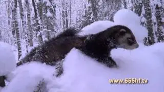 На промысле пушного зверя  Часть 4.