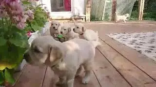 щенкам ретривера 28 дней/golden retriever puppies 28 days