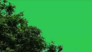 Tree green screen video, Green screen tree, tree green screen effect kinemaster, P-53
