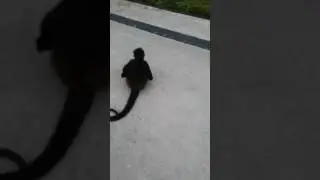 Mexica , monkey in hotel Мартышка в отеле