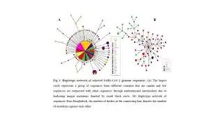 Comparative genomics of SARS-CoV-2