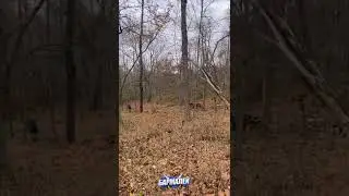 Лоукик