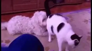 Cat farts on dog face (Dog WTF)