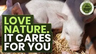 Another Day At The Farm | Pig Farming #animals #shorts
