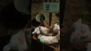 Тройня. Катумские овцы