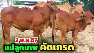 ขายด่วน‼️แม่ลูกขึ้นเทพมาใหม่ | 2 พ.ย.67 |  ราคาน่าจับจอง ส่งฟรีอีสาน คอกฮ้อยดิวคัดเกรด สวยสมราคา