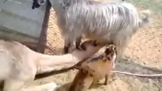 Camel sucking from goats