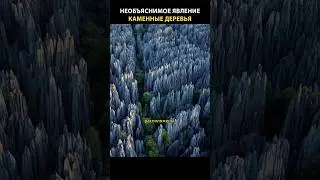 Каменные деревья - явление, которое не могут объяснить ученые! 