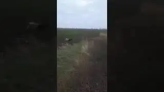 Хорошая собака - залог удачной охоты...
