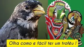 OLHA  como e FÁCIL  GANHAR um  TROFEU de COLEIRO !#coleiro #papacapim #trincaferro