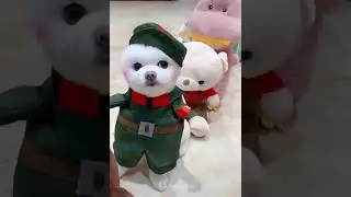 OMG So Cute ♥ Funny Cats and Dogs 🤩😍