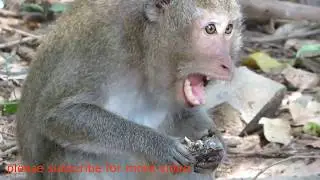 amazing monkey with crab | monkey eat crab | Awesome wild monkey